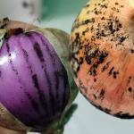 The Side Effects of Onions with Mold